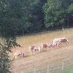 Vakantieboerderij Haflingerhof Luef
