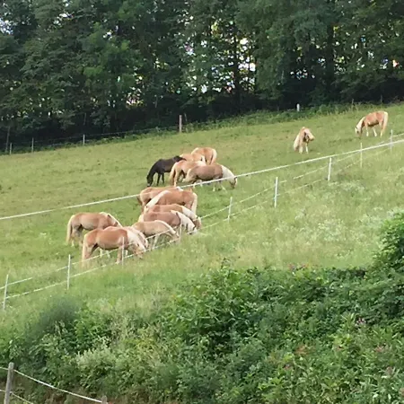 Haflingerhof Luef