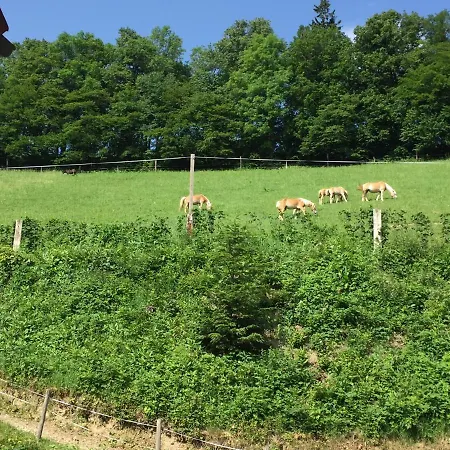 Bauernhof Haflingerhof Luef Bad Schönau