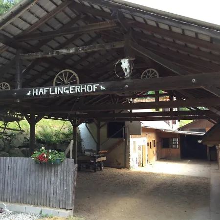 Haflingerhof Luef Bad Schönau