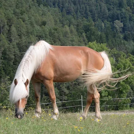 Haflingerhof Luef Фермерский дом *