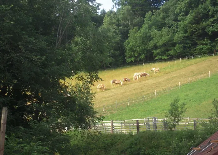Haflingerhof Luef Farm stay