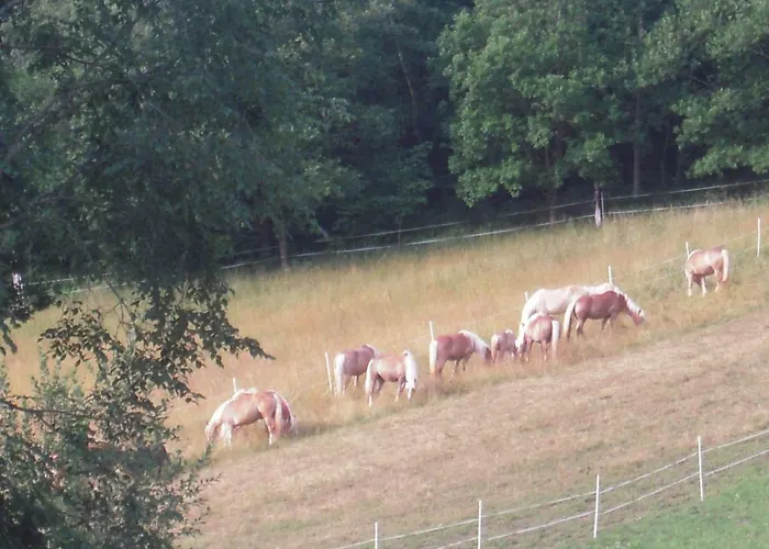 Farm stay Haflingerhof Luef