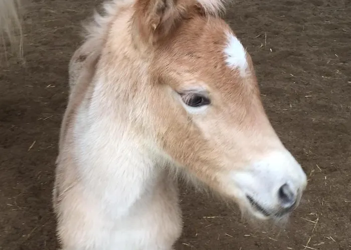 Farm stay Haflingerhof Luef