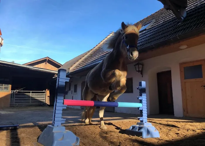 Haflingerhof Luef Фермерский дом Бад-Шёнау