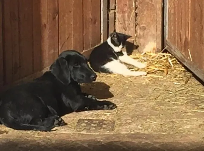 Haflingerhof Luef Bad Schonau