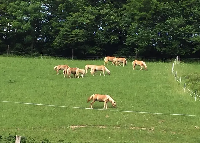 Haflingerhof Luef Бад-Шёнау