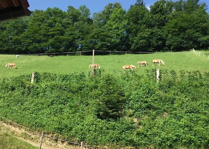 Farm stay Haflingerhof Luef Bad Schonau
