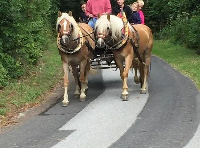 Farm stay Haflingerhof Luef Bad Schonau