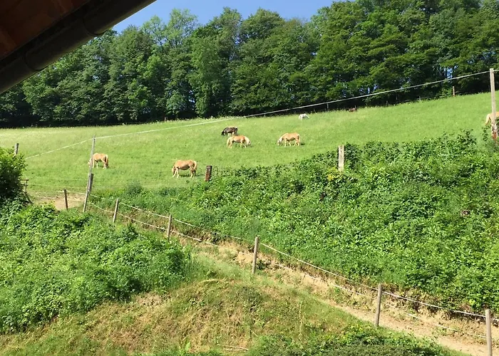 Farm stay Haflingerhof Luef Bad Schonau