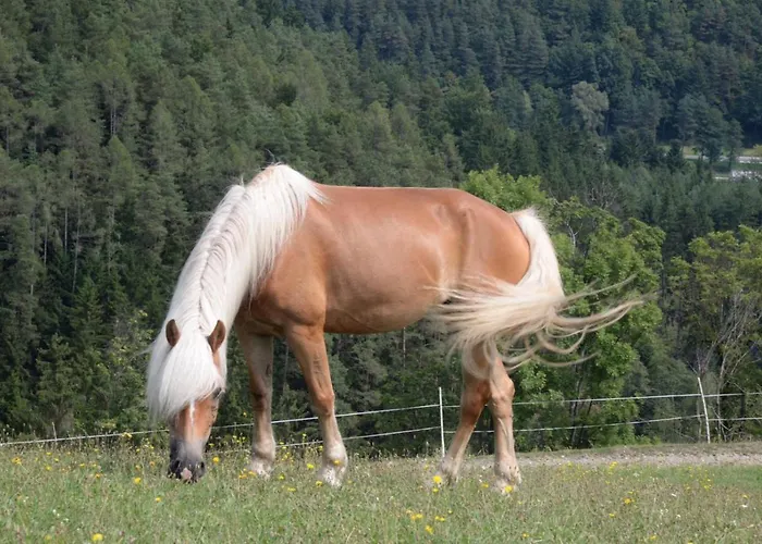 Haflingerhof Luef Фермерский дом *